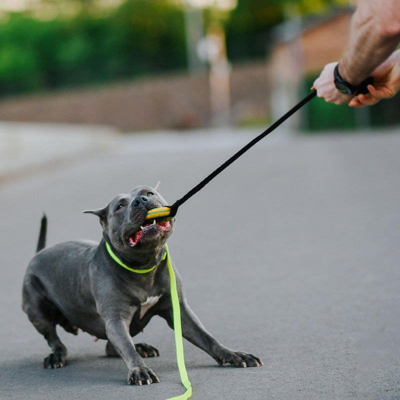 Dingo natural rubber puller for dog tug toy ring with bungee strong shock tugger, long toy for dog training, agility sport, tug of war, handle 24-28in random color 15674 24-28" - PawsPlanet Australia