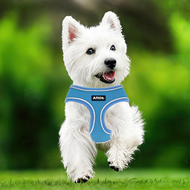 AIITLE Small Dog Harness, Triple-Layer Breathable Mesh, Adjustable Fit & Reflective Design, Choke-Free Over-The-Head Vest for Indoor/Outdoor Use, Perfect for Maltese, Chihuahua (S, Blue) S - PawsPlanet Australia