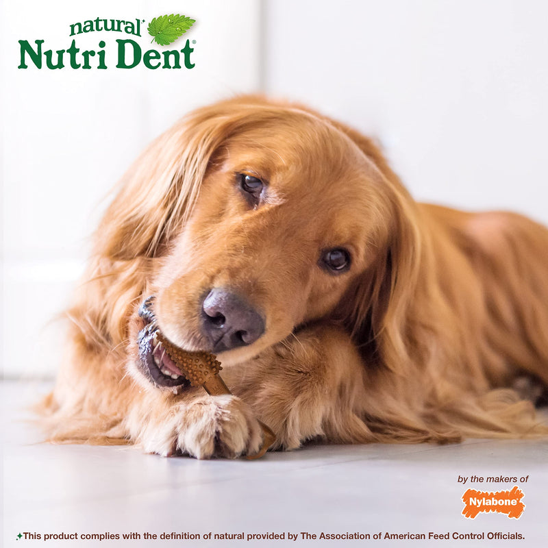 Nylabone Nutri Dent Dog Dental Chews - Natural Dog Teeth Cleaning & Breath Freshener - Dental Treats for Dogs - Filet Mignon Flavor, Large (20 Count) 20 Count (Pack of 1) - PawsPlanet Australia