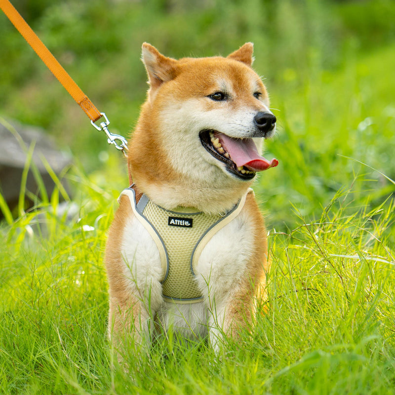 AIITLE Step in Dog Harness and Leash Set - Summer No Pull Escape Proof Vest Harnesses with Soft Mesh and Reflective Bands, Adjustable Pet Outdoor Harnesses for Small and Medium Dogs Beige M M(Chest: 16 - 18") Beige-Brown - PawsPlanet Australia