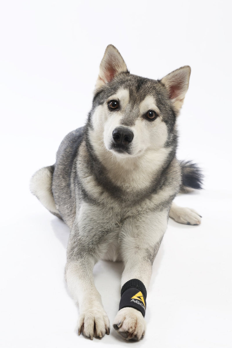 Agon® Dog Canine Front Leg Brace Paw Compression Wraps with Protects Wounds Brace Heals and Prevents Injuries and Sprains Helps with Loss of Stability Caused by Arthritis (Large/X-Large) Large/X-Large - PawsPlanet Australia