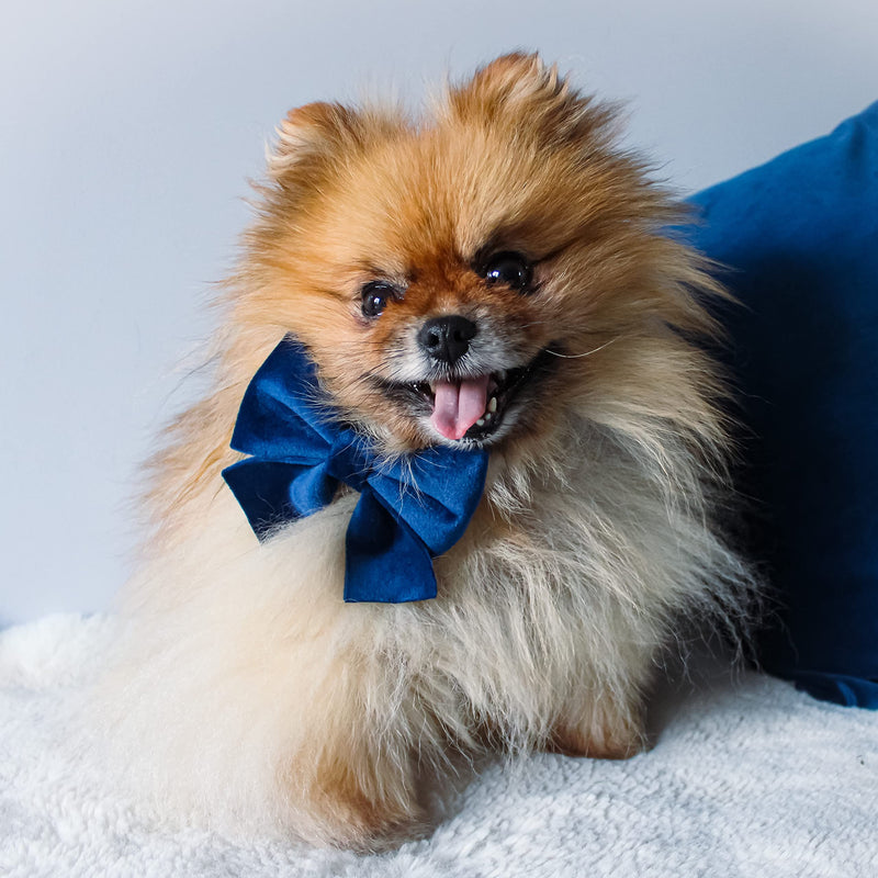 Royal Blue Velvet Dog Adjustable Collar Bowtie – Luxury Velvet Collar with Detachable Bow Tie and Gold Safety Buckle for Dog or Puppy (Extra Small) Extra Small