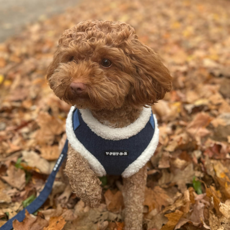 Luxury Winter Warm Soft Padded Dog Harness and Leash Set - Cute Dog Harness - Denim Harness for Small Dogs, Puppies, Large & Medium Breeds - Anti Pull Adjustable Harness for Boys & Girls (X-Small) X-Small - PawsPlanet Australia