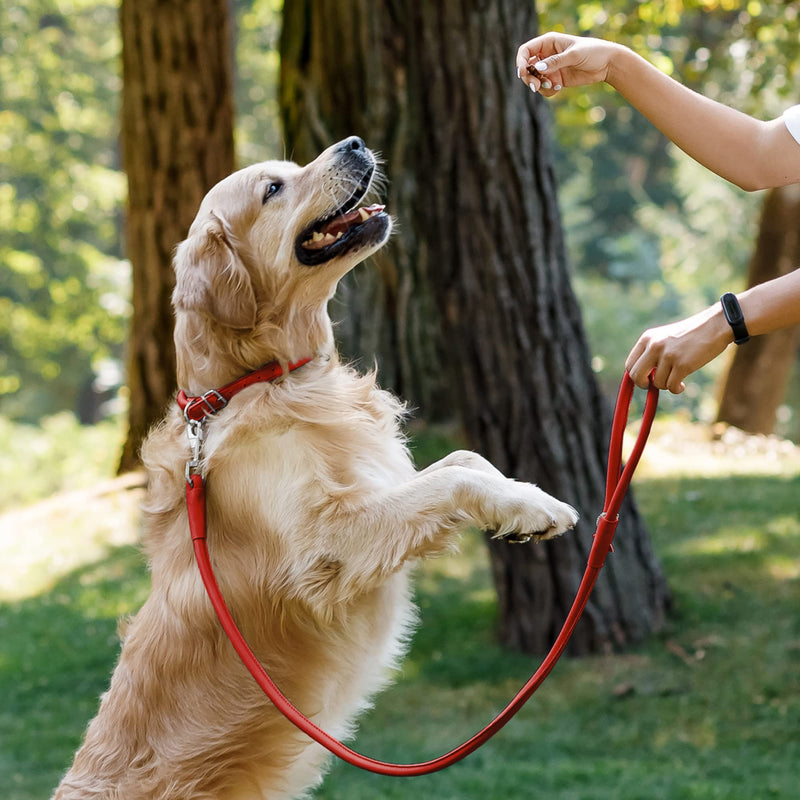 CollarDirect Rolled Leather Dog Leash 6ft, Soft Training Leather Dog Leash for Puppy and Grown Dog Small Medium Large Black Blue Red Orange Green Pink White (Red, Size XL 6ft) - PawsPlanet Australia