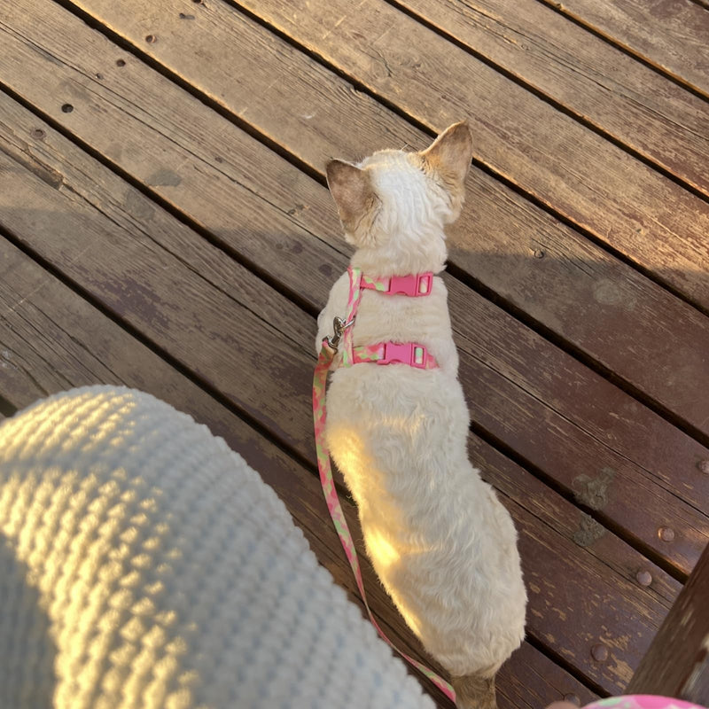 azuza Cat Harness and Leash Set for Safe Walking and Travel, Escape Proof Cat Harness, Lightweight Soft and Comfortable, Adjustable Kitten Harness for Small Medium Large Cats, Pink Camo Neck Girth: 7"-10", Chest Girth: 10"-17" 6#Pink Camo - PawsPlanet Australia
