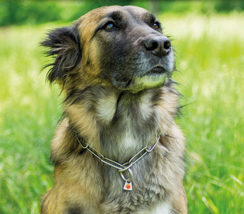 Herm Sprenger - Matte Stainless Steel Scratch Resistant Long Link Fur Saver Dog Collar - Professional Training Collar - Made in Germany (24.0in (61cm) x 3mm) 24in (61cm) x 3.0 mm - PawsPlanet Australia