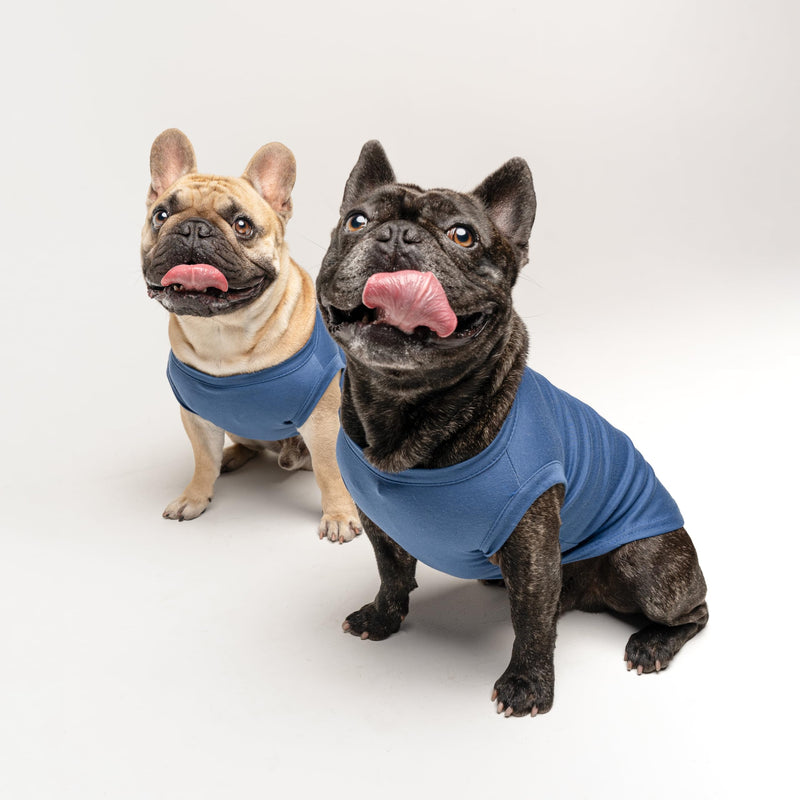 Proud Pup of The Graduate Dog Tee Shirt | Sleeveless Dogs| Graduation Prop | Class of 2025 2026 2027 2028 |Royal Blue, 3X-Large (737) Royal - PawsPlanet Australia