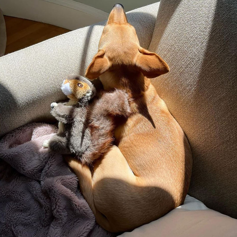 RUFFIN' IT Reaowazo Woodlands Plush Squirrel Dog Toy, Small youth large / 11-13 - PawsPlanet Australia
