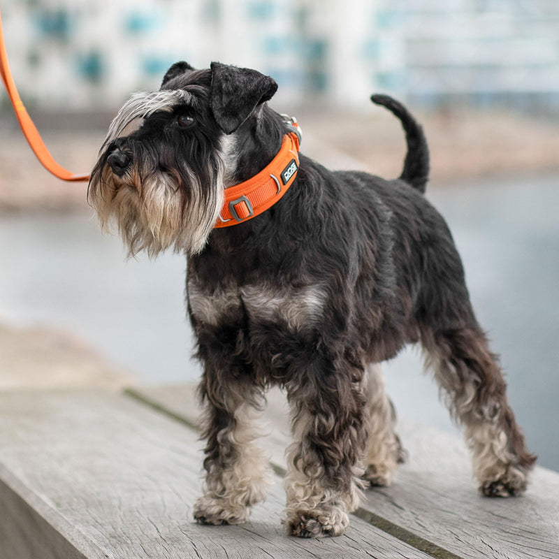 DOG Copenhagen Urban Explorer 3.0 Collar, Classic Red, Medium M - PawsPlanet Australia