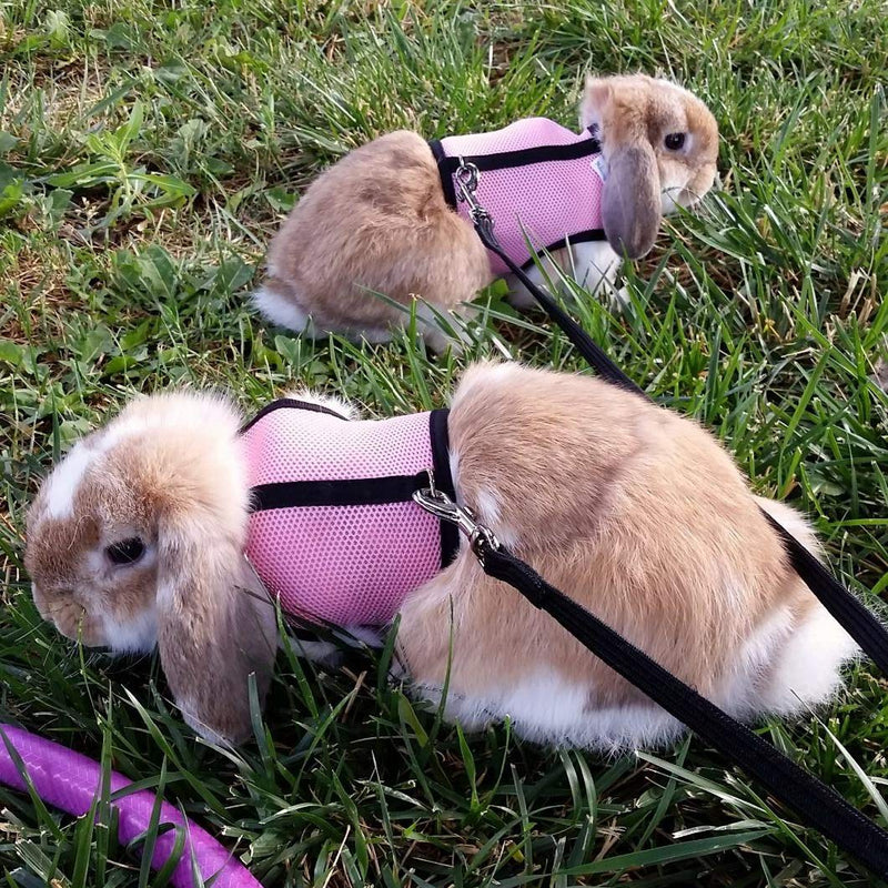 PETTOM Bunny Rabbit Guinea Pig Harness Stretchy Elastic Leash Cute Soft Mesh Small Pet Harness No Pull Comfort Outdoor Walking Jogging Padded Vest for Ferret Guinea Pig (Pink,L) L(Chest:10.6-13.3 in) Pink