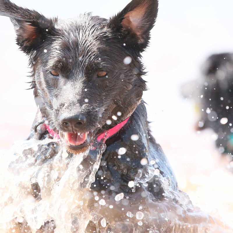 PACKT - Endeavor X3 Waterproof Dog Collar | Made in USA, Odor Proof, 100% Waterproof | Leather-Like Biothane Dog Collar |Rust-proof Stainless Steel Hardware | 2-Year Chew-Warranty | Watermelon-Medium M: [1" x 14"-19"] - PawsPlanet Australia