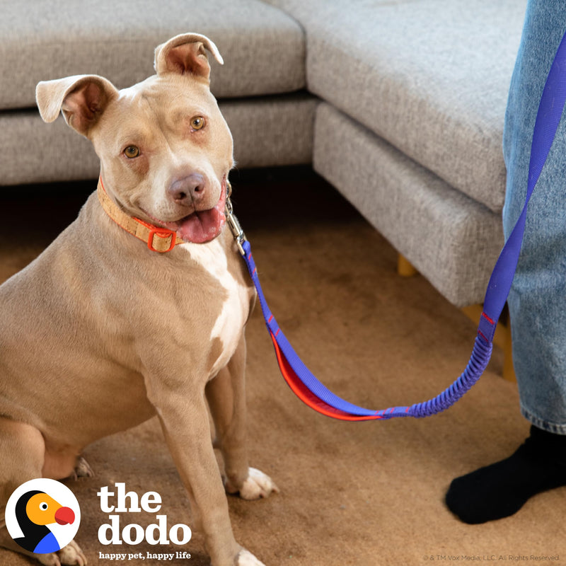 The Dodo Bungee Dog Leash, Blue - Easily Attaches to Any Dog Collar or Harness D-Ring - Two Length Options - Comfortable 4 Feet Walking Leash for All Dogs - PawsPlanet Australia