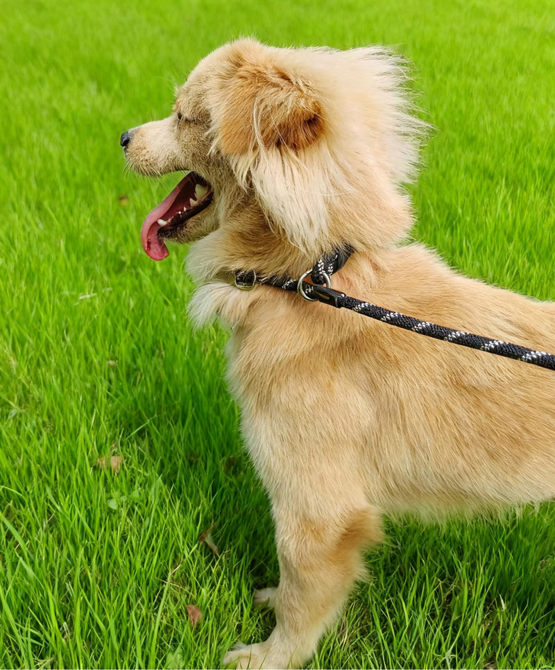 12FT Long Slip Lead Leash, 20ft 30ft 50ft Reflective Rope Training Lead No-Choking for Medium Dogs Small Puppy Pets Behavior Active Playing (Blue) 1/3 in x 12ft Blue - PawsPlanet Australia