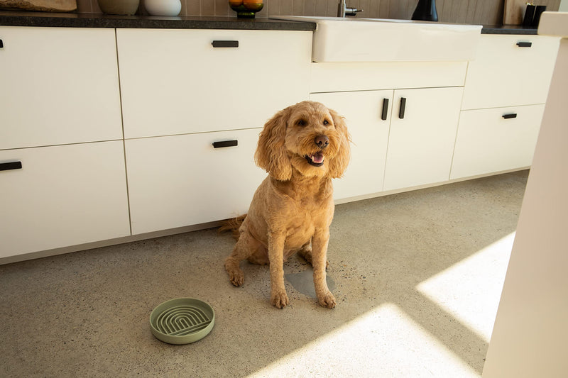 Slow Feeder Dog Bowl: The Slowdown Bowl is A Modern, Silicone Puzzle Bowl & Lick Mat. Slow Eating, Stop Gulping, Take It Easy. Dishwasher Safe. Sage Green - PawsPlanet Australia