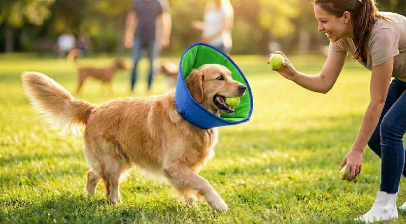 Dog Cone Collar (XL) XL
