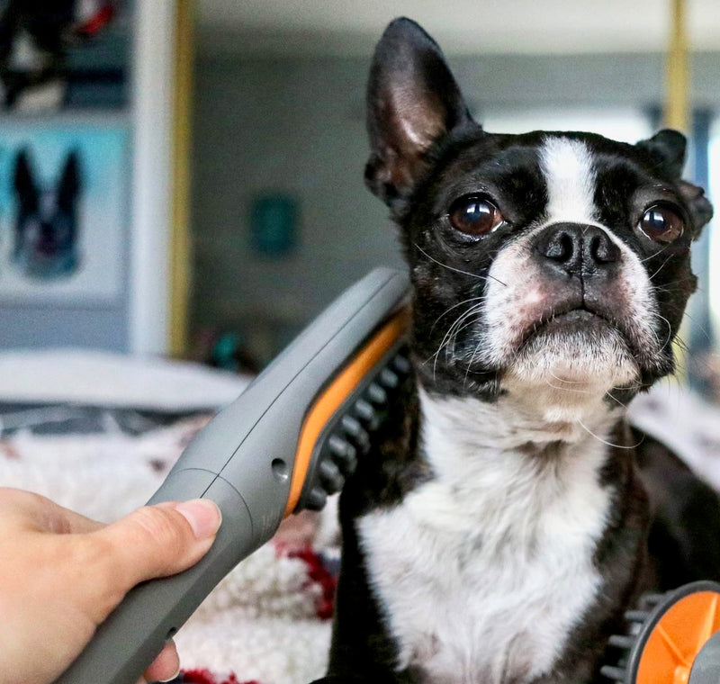 Buzz Therapeutic Brush Vibration Pet Massager for Dogs and Cats Designed to Help Soothe Tension, Increase Circulation and Relieve Tight Muscles - PawsPlanet Australia