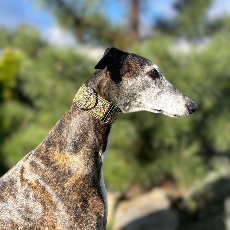 Martingale Dog Collar for Greyhound Saluki Whippet and Other Breeds with Similar Neck 2" Wide (L 14"-18") L 14"-18" - PawsPlanet Australia