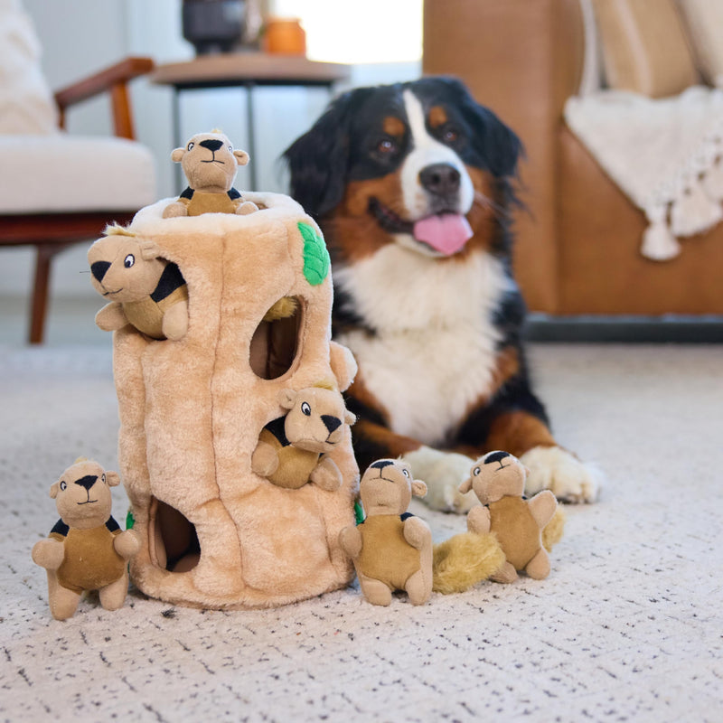 Outward Hound Hide A Squirrel Plush Dog Toy Puzzle, XL Multi 5 Piece Set - PawsPlanet Australia