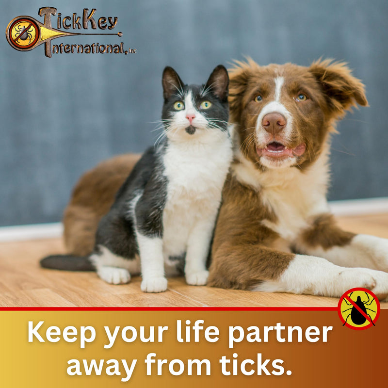 The Original Tick Key - Tick Detaching Device - Portable, Safe and Highly Effective Tick Detaching Tool (Assorted) Multi - PawsPlanet Australia
