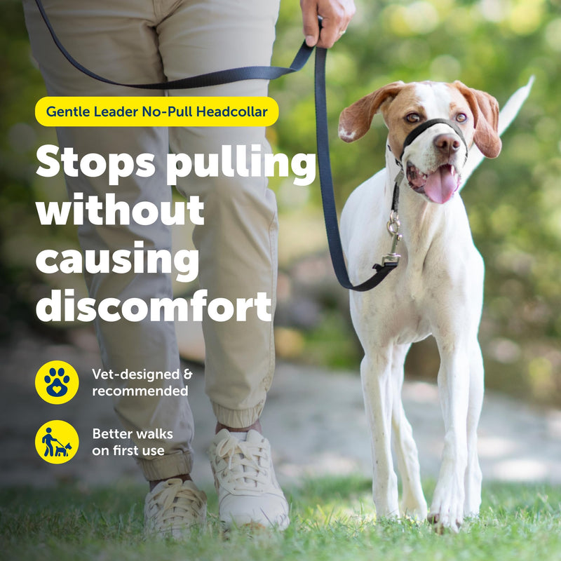 PetSafe Gentle Leader Headcollar, No-Pull Dog Collar – Perfect for Leash & Harness Training – Stops Pets from Pulling and Choking on Walks – Medium, Deep Purple