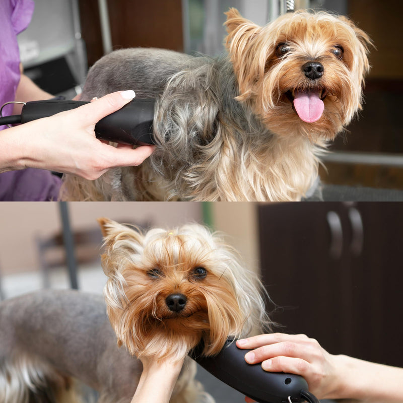 Detachable A Series 3 Wide Blade Dog Grooming Cut Length 1/2" / 13mm Japanese Carbonized Steel Dog Grooming Blades (Compatible A5 Series Clippers for Dogs Horses(B3FW) 3FW (1/2" / 13mm) - PawsPlanet Australia