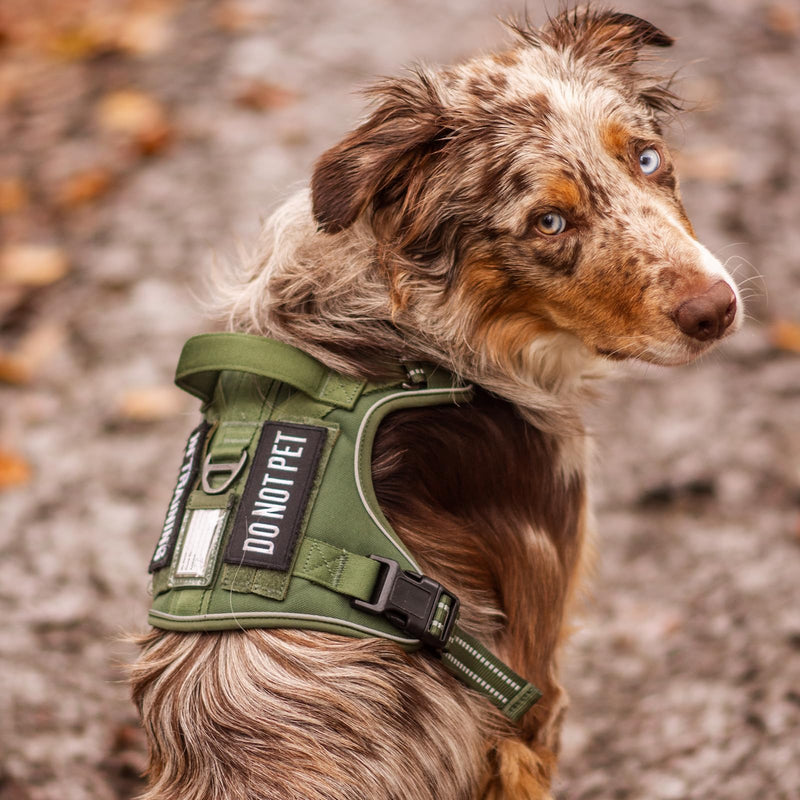 rabbitgoo Dog Harness for Large Dogs No Pull, Tactical Service Pet Vest with Molle and Control Handle, Adjustable and Reflective Military Harness for Easy Walking and Training, Orange, XL X-Large - PawsPlanet Australia