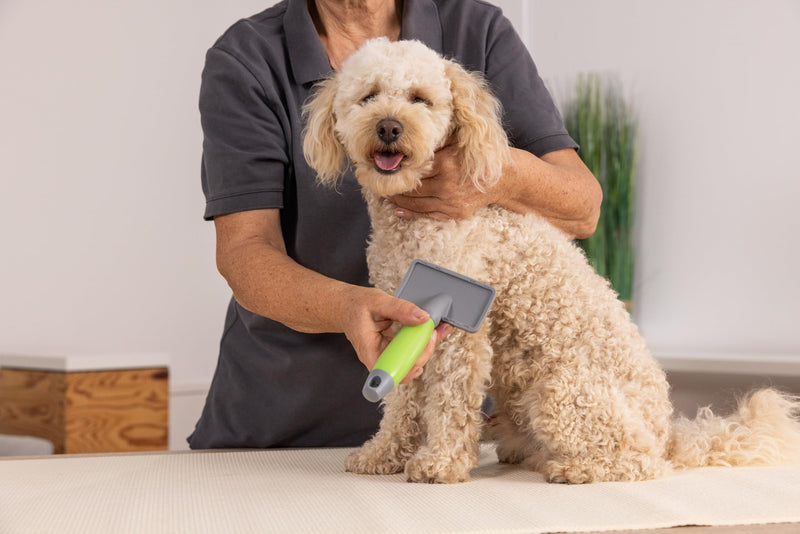 Wahl Slicker Brush Medium Medium Dog - PawsPlanet Australia