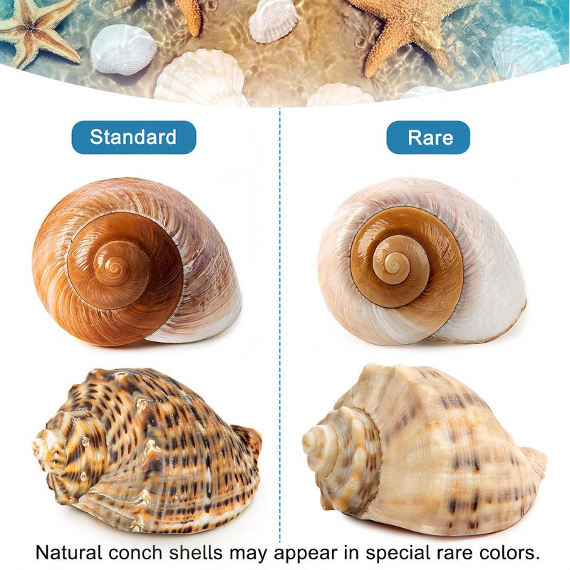 6PCS Large Hermit Crab Shells | Natural Sea Conch Size 3" - 3.5", Opening Size 1.5" - 2.5" | Turbo Seashells for Hermit Crab Supplies and Beach Decoration Large Sea Shell 6pcs Large Shells Size: 3" - 3.5" - PawsPlanet Australia