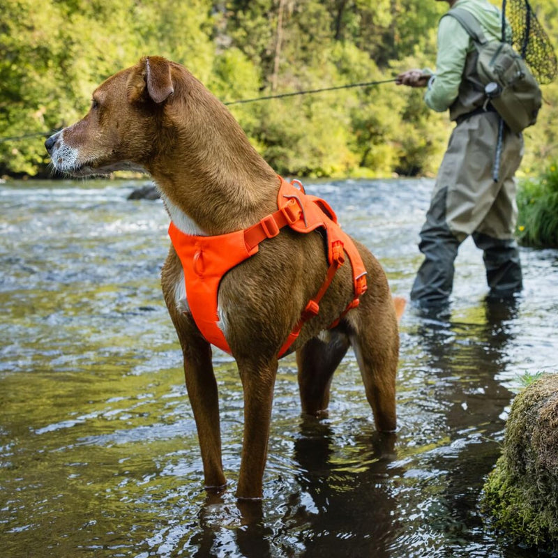 Ruffwear, Web Master, Multi-Use Support Dog Harness, Hiking and Trail Running, Service and Working, Everyday Wear, River Rock Green, Medium - PawsPlanet Australia