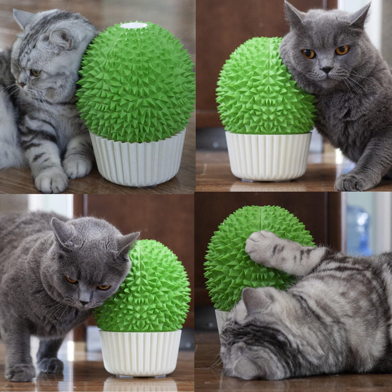 Catnip Feeder - Cat Face Scratcher Wall Corner Massage Comb for Indoor Cats Self Grooming Brush (Green) green - PawsPlanet Australia