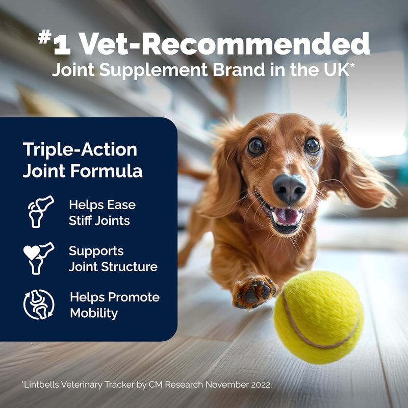 YuMOVE Hip & Joint Supplement for Dogs - Glucosamine, Green Lipped Mussel, Hyaluronic Acid & Omega 3 Supports Mobility, Flexibility & Joint Comfort - 60 Chews (Small/Medium Dogs) - PawsPlanet Australia