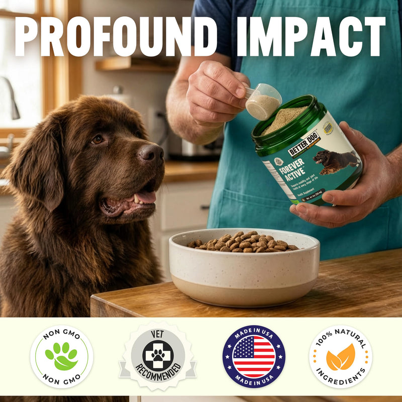 Better Dog Supplements Forever Active by Cesar Millan – Natural Hip & Joint Support Powder for Dogs – Mobility, Flexibility & Comfort with Boswellia, Devil’s Claw & Herbal Blend – 4oz (60-Day Supply) - PawsPlanet Australia