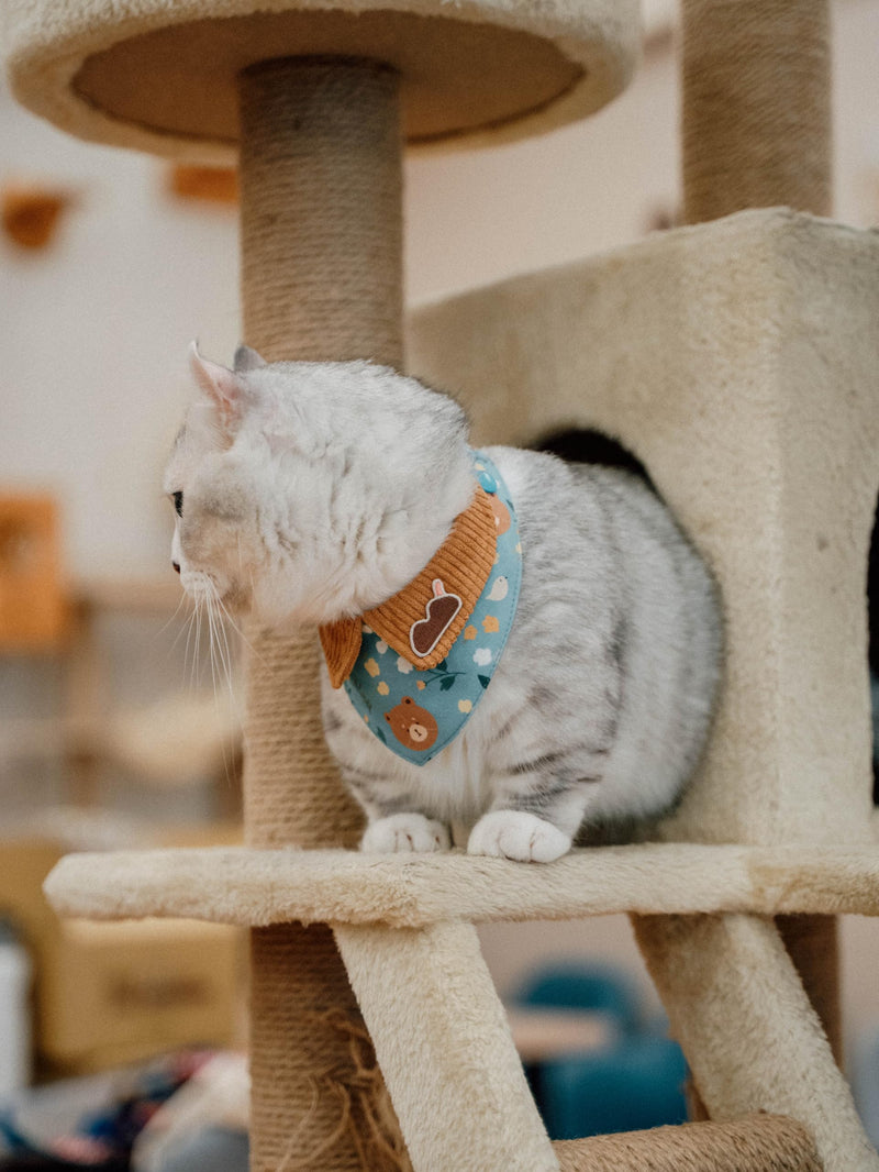 Pet Bandana for Cats and Dogs | Soft and Durable Pet Scarf | Available in 5 Styles S/M/L/XL | Adjustable Triple-Snap Closure (Turquoise Bear, Medium) Turquoise Bear - PawsPlanet Australia