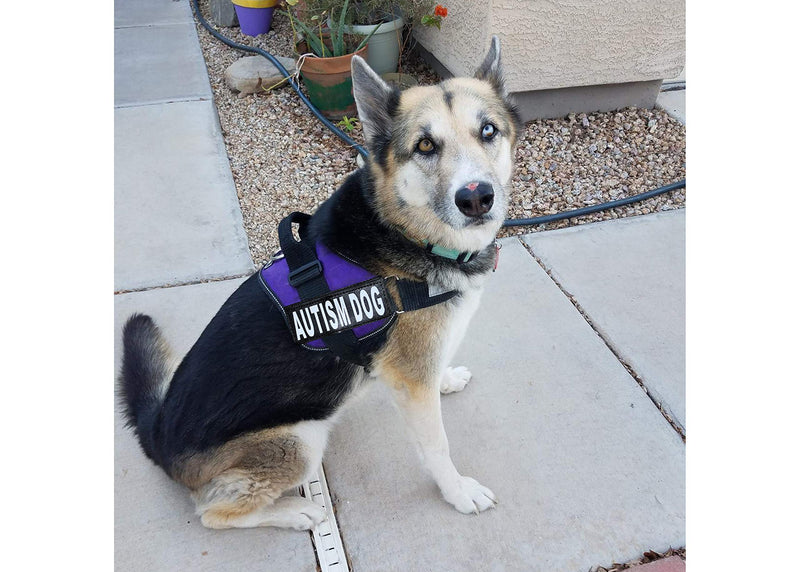 Autism Nylon Service Dog Vest Harness. Purchase Comes with 2 Reflective Autism Dog Removable Patches. Please Measure Your Dog Before Ordering Girth 12-16" Purple - PawsPlanet Australia