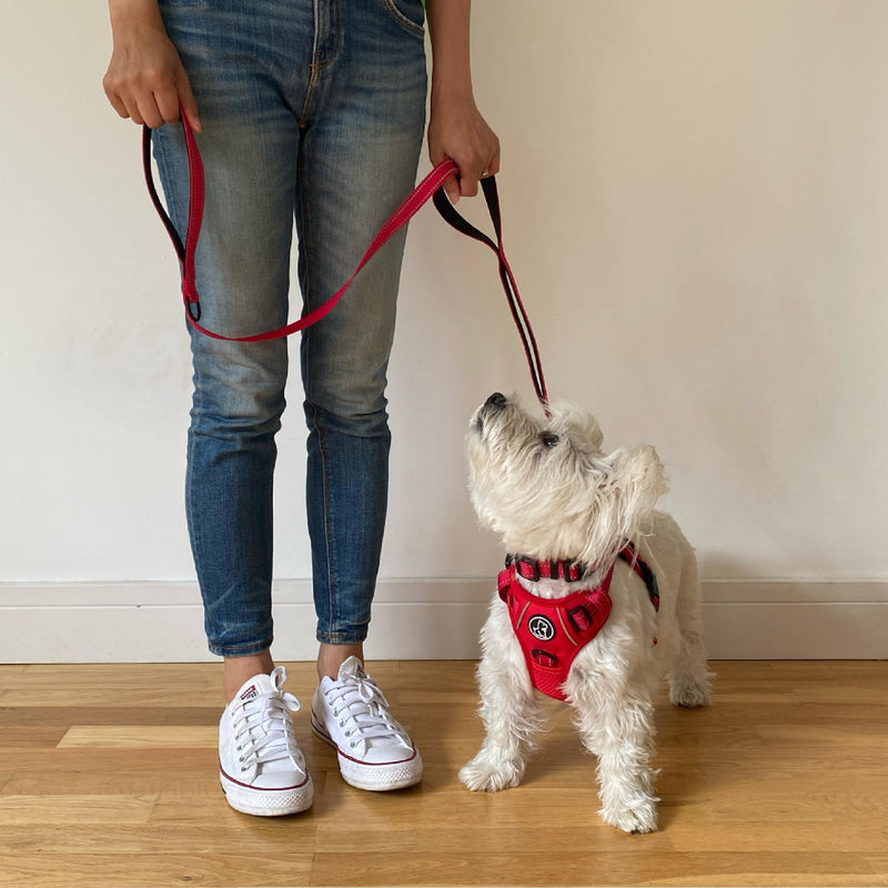 Barkridges® Premium Triple Handle Dog Lead Leash | Traffic Handle | Secured | Locking Clip | Padded Handle | Safety Reflective Strips | Comfortable for Small Medium Large Dogs (Black, 5 ft) Black - PawsPlanet Australia