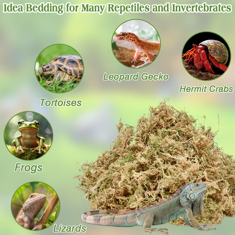 Halatool 6OZ Natural Sphagnum Moss for Reptiles Premium Reptile Moss Ideal Terrarium Moss for Box Turtles Hermit Crabs Leopard Gecko Snakes and Hamsters Enclosure 6 OZ - PawsPlanet Australia