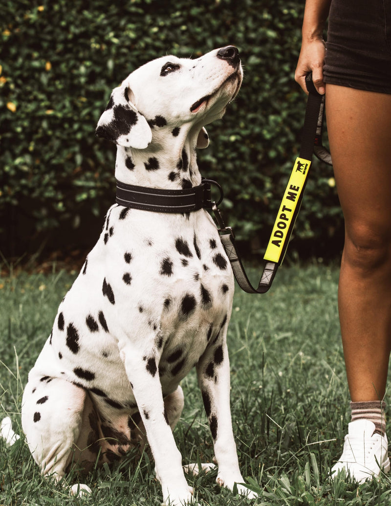 Tuff Pupper Waterproof Leash Sleeve | Fits Any Standard Size 1 Inch Wide Leash | Dual Sided Message | Durable Neoprene & Silicone | Odor & Stink Proof | Easy Secure On & Off (1 Pack, Adopt Me) Leash Sleeve - 1 Pack - PawsPlanet Australia