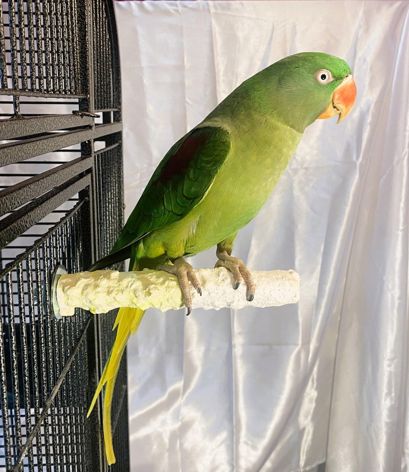 Cuttlebone & Calcium Perch Medium Pineapple Yellow - PawsPlanet Australia