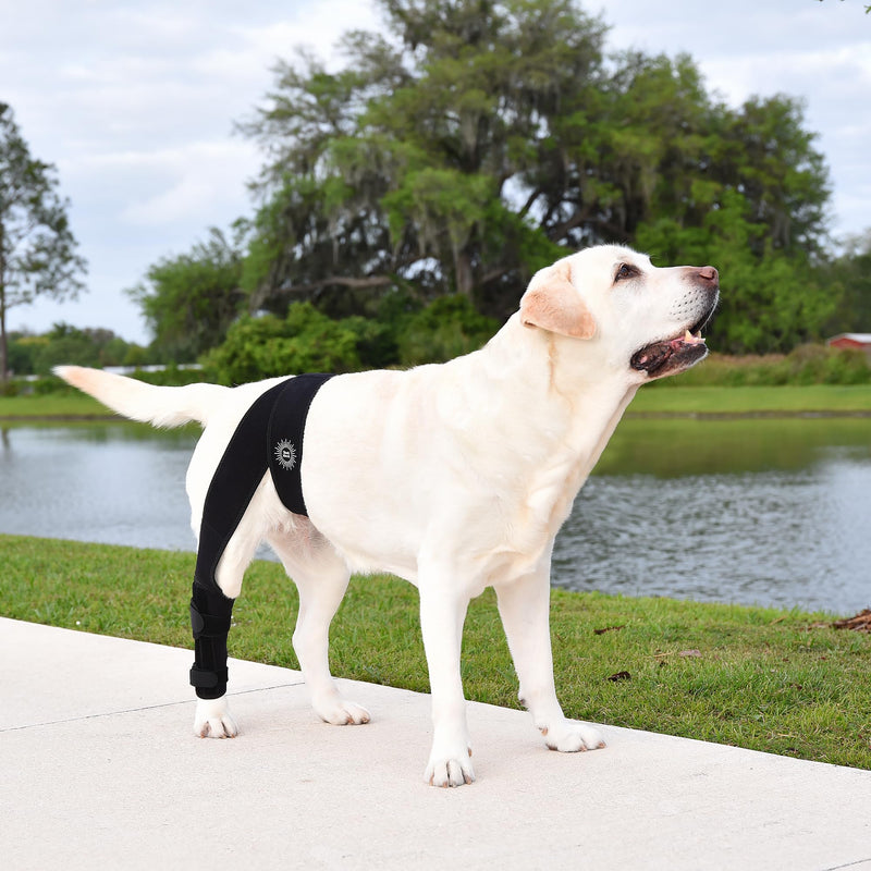 Large Breathable Dog Knee Brace for Torn ACL Legs - Easy to Use, Neoprene Dog Leg Braces for Back Leg - ACL Brace for Dogs, Helps Reduce Pain and Heal Injuries - PawsPlanet Australia
