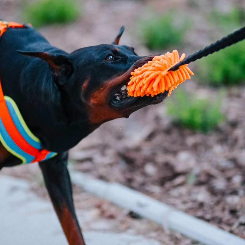 Dingo shaggy toy for dogs, soft nubby-textured, noodle plush that dogs love to play and cuddle with, tug toy with bungee strong shock tugger for dog training, agility sport, tug of war 9-18in orange 15673 - PawsPlanet Australia