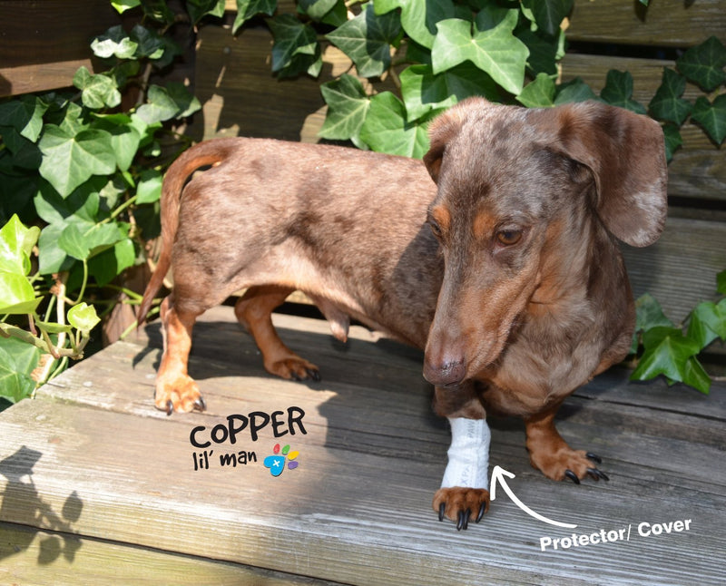 Bandages Protective Covers for Pets (Pack of 6) Small White Small (Pack of 2) - PawsPlanet Australia