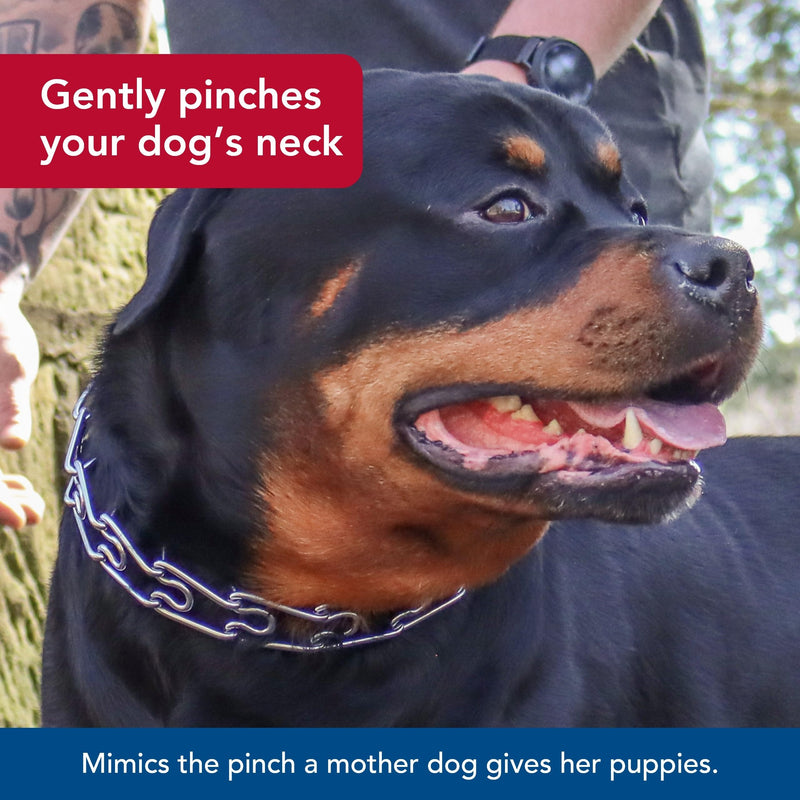 Coastal Pet Titan Dog Prong Training Collar - Rust-Resistant and Prong Metal Training Chain Collar for Dogs - Quality Supplies - 3.3 mm x 20" 3.3 mm x 20" (Pack of 1) - PawsPlanet Australia