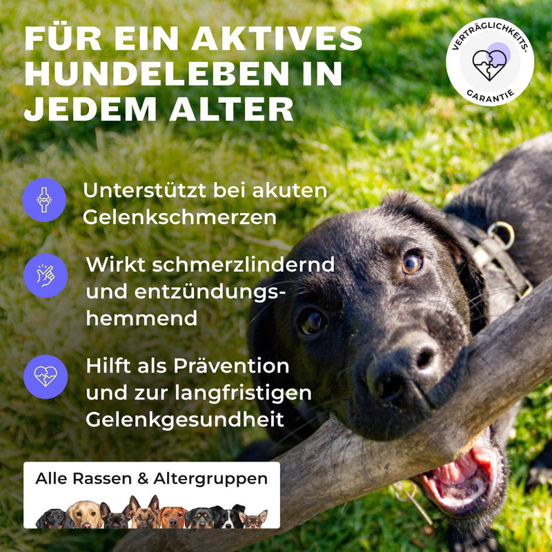 HEY HOLY Premium Joint Powder Dogs Mighty Mobility Green-Lipped Mussel Dog Joint & Bone Protection for Dogs 200 g Supports Joint Pain & Preventive Alternative to Joint Tablets