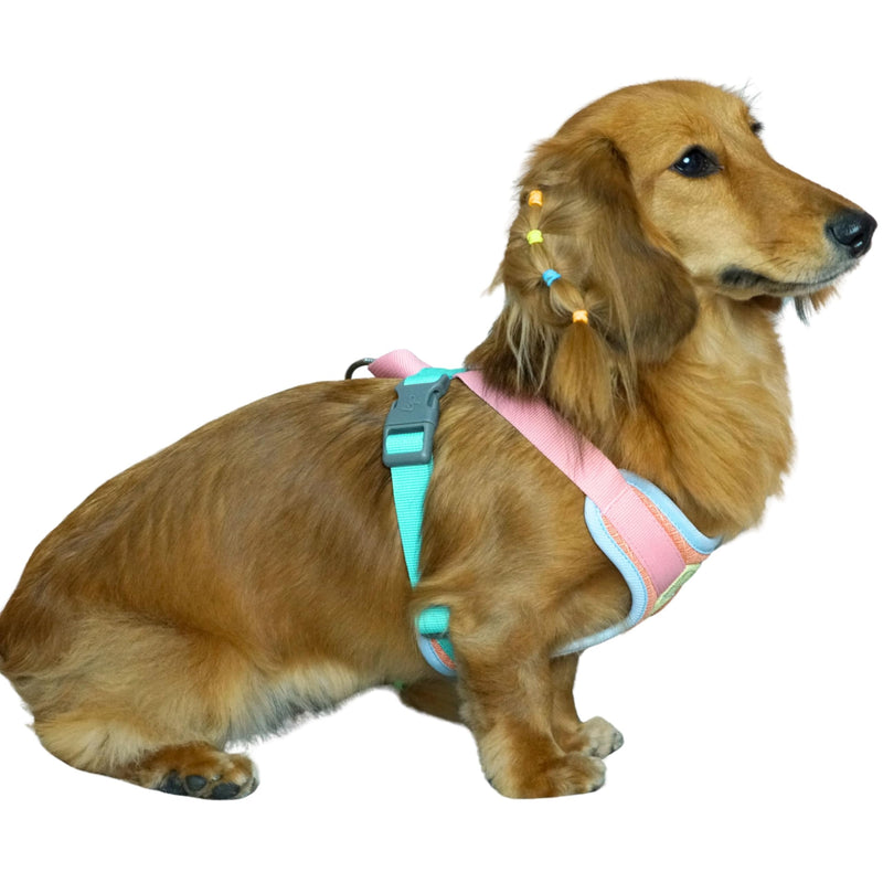 Blueberry Pet Vibrant Mesh Padded Ultra Cool Lightweight Dog Harness Vest in Coral, Small, Neck 15¾", Chest 14¾"~21" - PawsPlanet Australia