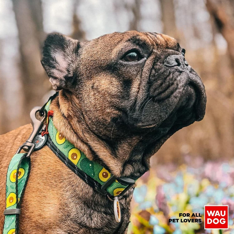 Nylon Dog Collar Avocado 12" - 19" Neck/Nylon Dog Leash Avocado - PawsPlanet Australia