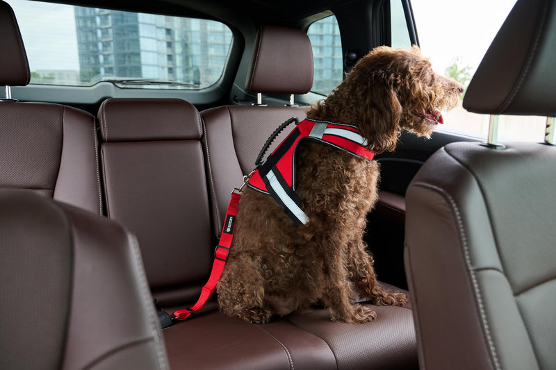 Support Pets Dog Seat Belt for Car – Adjustable Dog Safety Seatbelt Harness for Dogs & Puppies – Vehicle Seatbelt Clip for Secure Pet Travel – Durable Dog Accessories & Travel Restraint – Red 1 Pack - PawsPlanet Australia