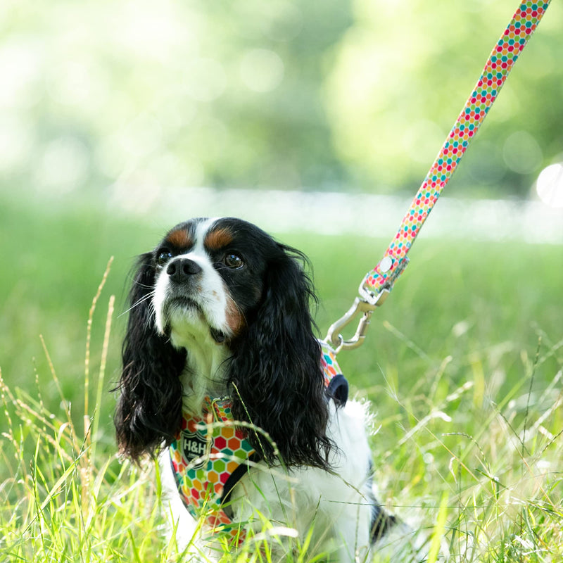 HUGO & HUDSON Nylon Dog Leash 4ft Pet Leash Soft Padded Handle, Multi-Color Geometric, 47" x 1" M/L - PawsPlanet Australia
