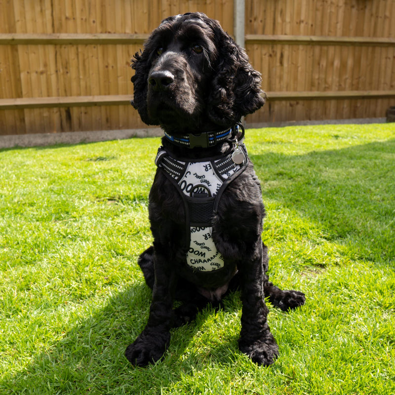 Battersea Dog Harness M - PawsPlanet Australia