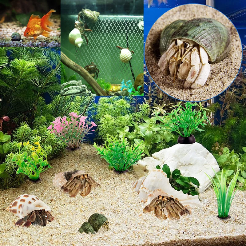 3 PCS Hermit Crab Shells 2~2.7Inch Natural Hermit Crab Shells Opening Size 1~1.3Inch Hermit Crab Supplies - PawsPlanet Australia