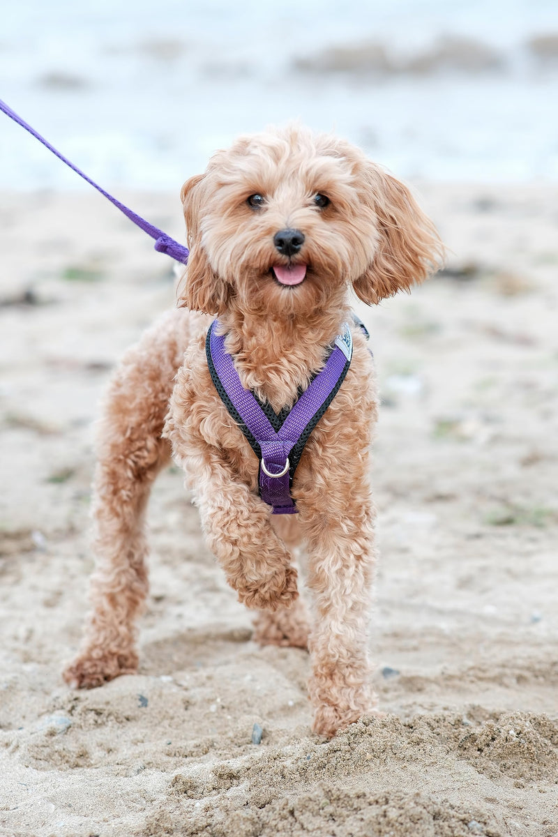 Airmesh Medium Dog Harness - Lightweight, Breathable & Adjustable - Two Lead Attachment Points - Practical Dog Training & Behaviour Aid - Made in Britain - Black - PawsPlanet Australia